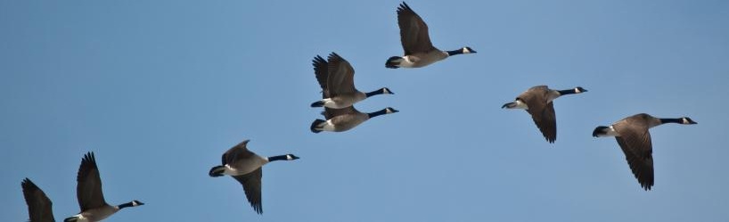 Geese in formation